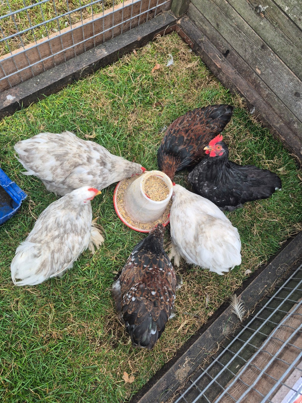 6 mooie cochin kriel haantjes, Dieren en Toebehoren, Mannelijk, Kip
