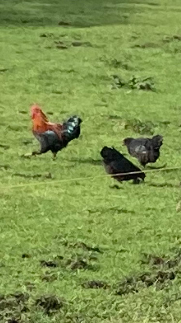 Maranskriel, Dieren en Toebehoren, Meerdere dieren, Kip
