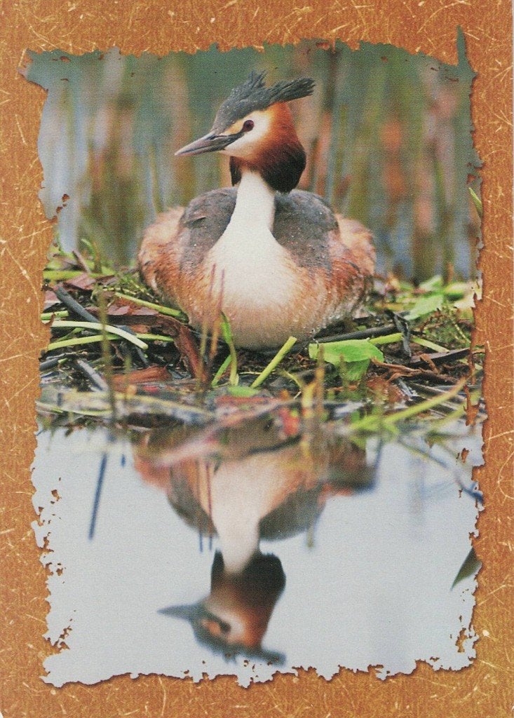 Fuut 254, Verzenden, 1980 tot heden, Gelopen, Vogel