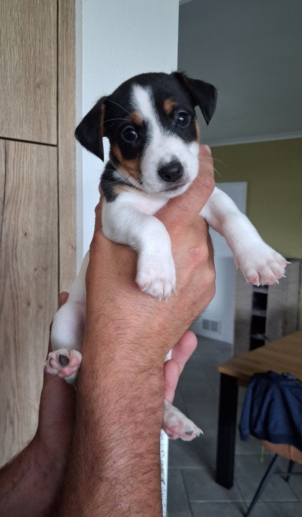 Jack Russell reutjes, België, Particulier, Parvo, Jack Russell Terriër