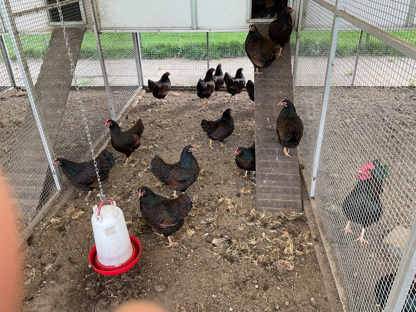Krielkippen barnevelder, Dieren en Toebehoren, Vrouwelijk, Kip