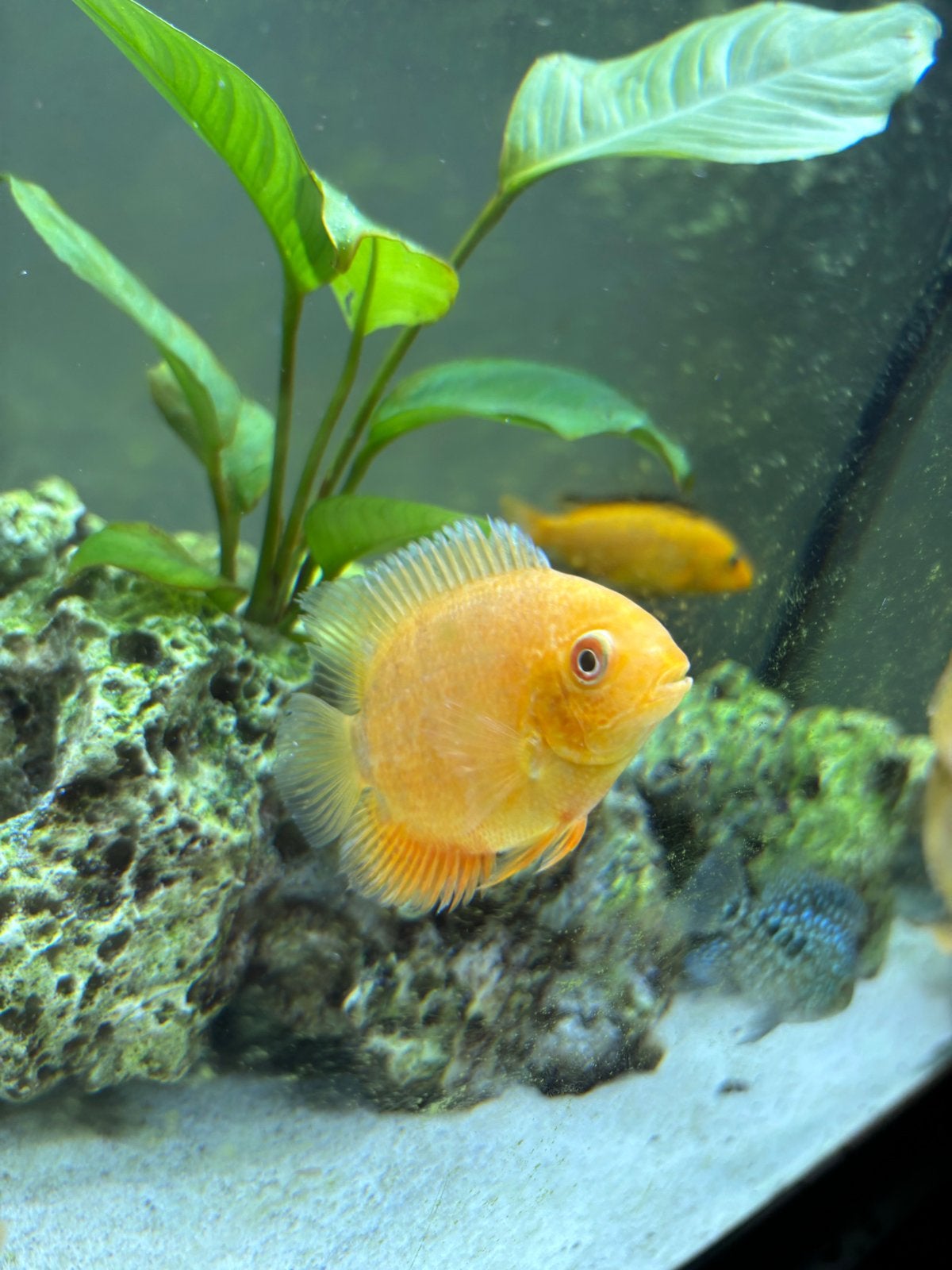 Heros severum cichlid 10,15 cm, Vis