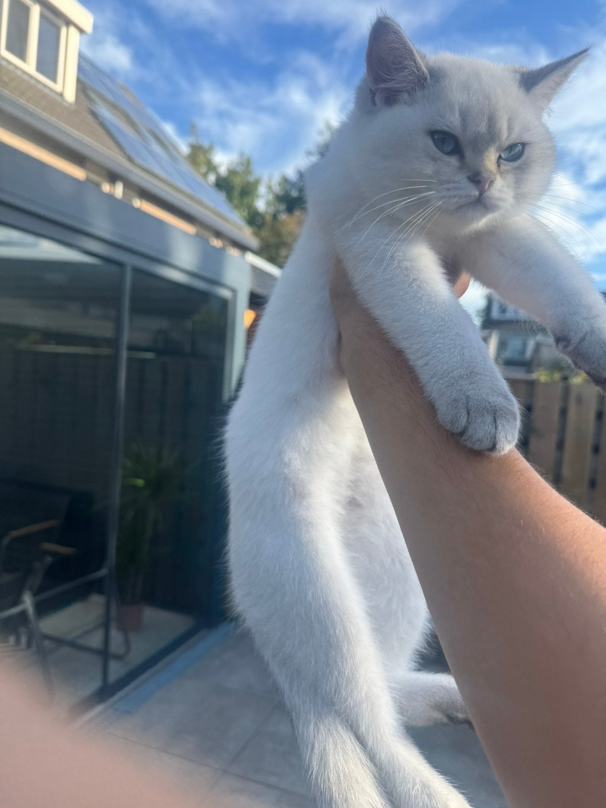 Britse Korthaar kittens, Dieren en Toebehoren, Meerdere dieren, Gechipt, 0 tot 2 jaar
