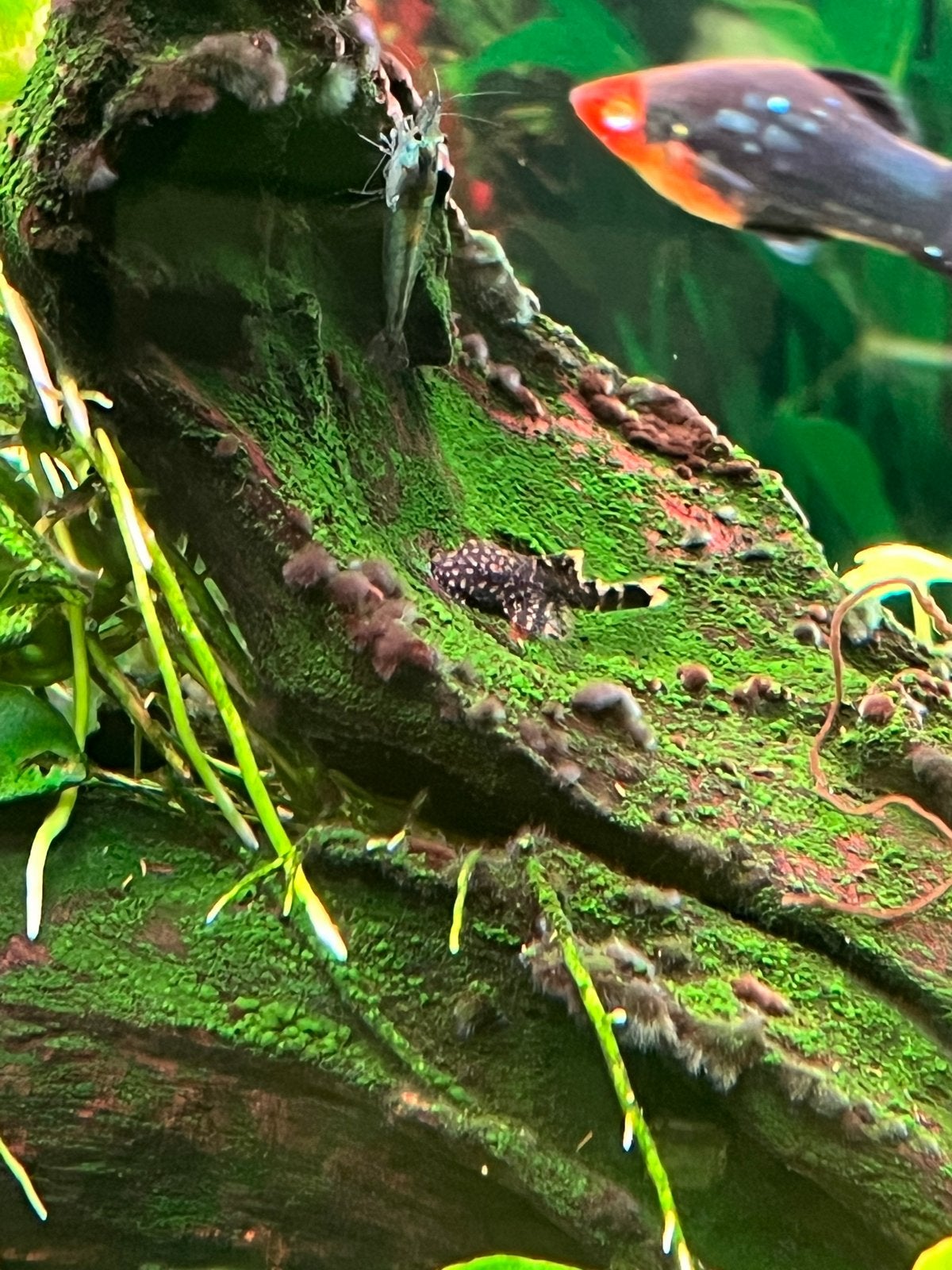 algeneters, Dieren en Toebehoren, Vissen | Aquariumvissen, Vis