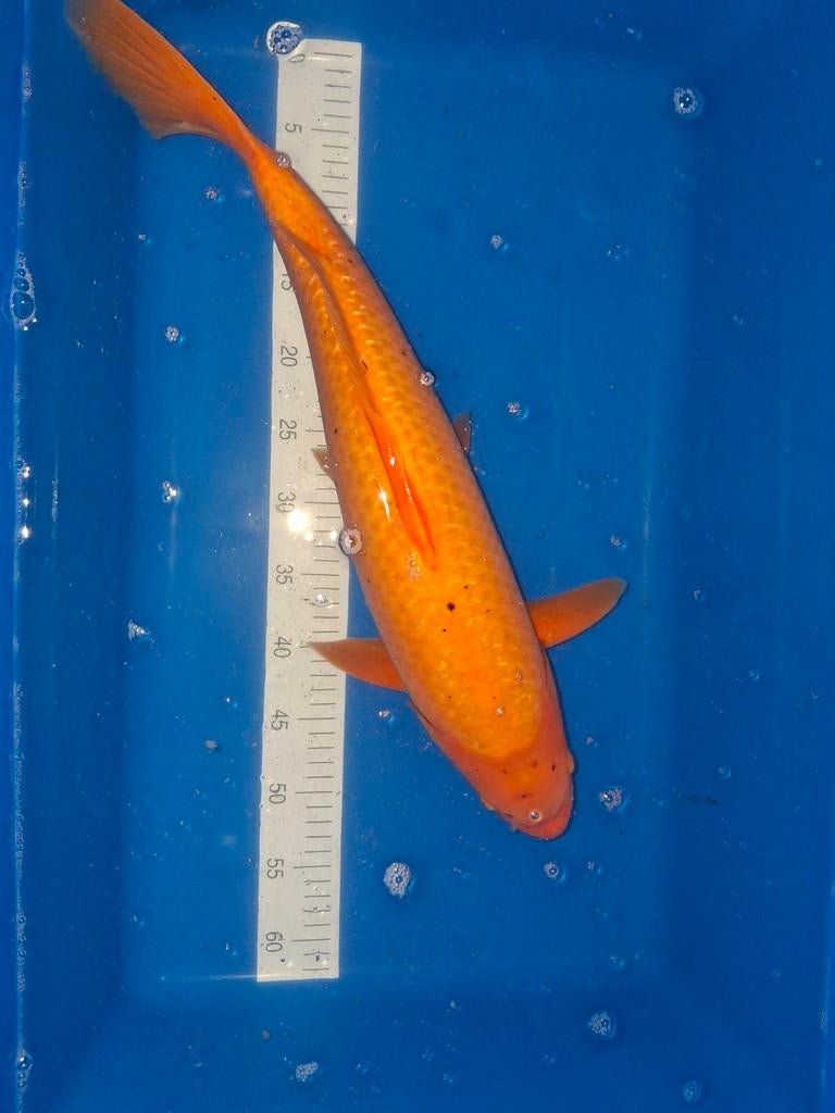Koi Benigoi 60 cm., Dieren en Toebehoren, Karper of Koi