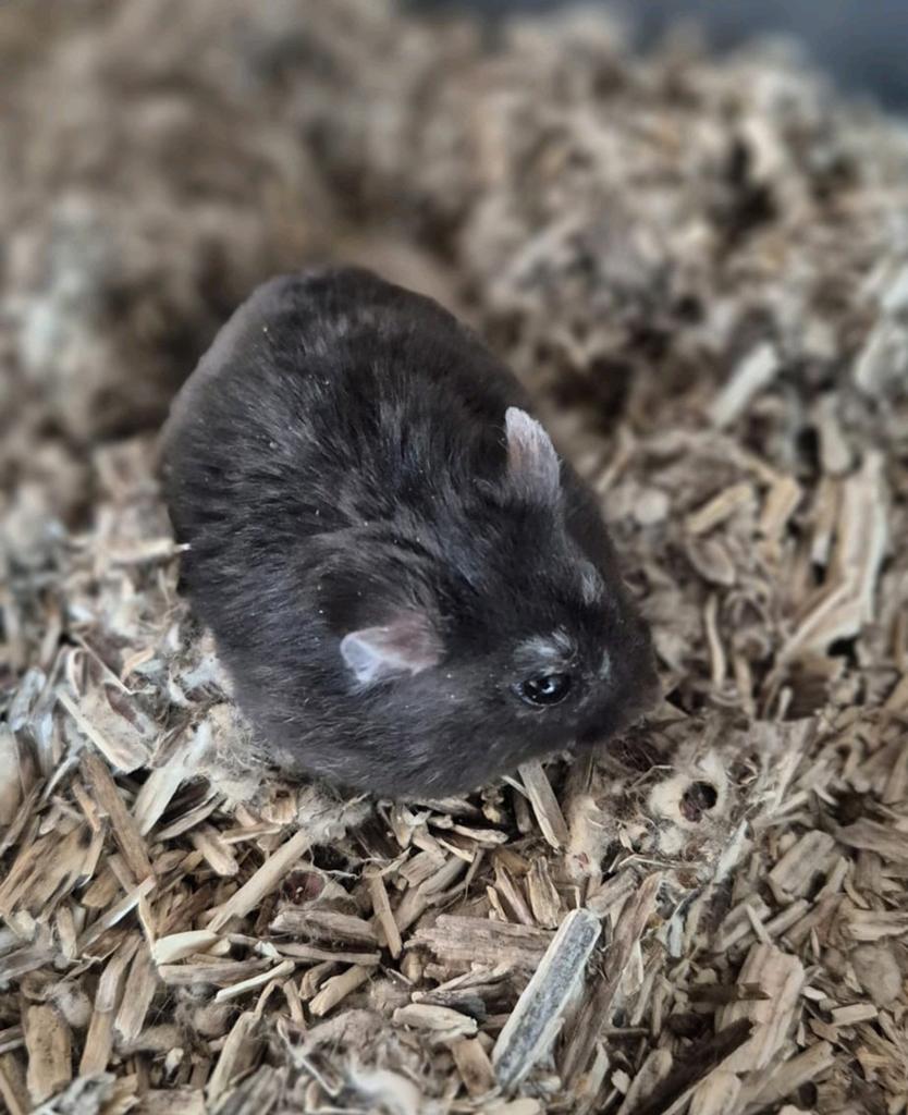 Zwarte dwerghamster vrouw 6 maanden oud, Dieren en Toebehoren, Hamster, Vrouwelijk, November, Tam