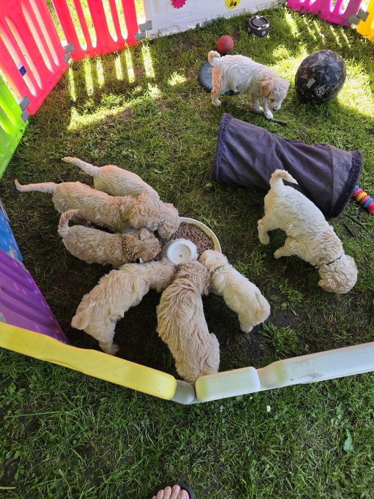 LABRADOODLE  PUPS-geënt-gechipt-gezondheidsverklaring, Dieren en Toebehoren, Honden | Niet-rashonden, 8 tot 15 weken, Parvo, Meerdere