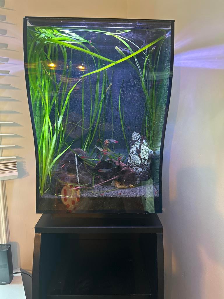 Stijlvol Trivia Barbus Design Aquarium (62L) – Compleet, Dieren en Toebehoren, Vissen | Aquaria en Toebehoren, Ophalen, Zo goed als nieuw
