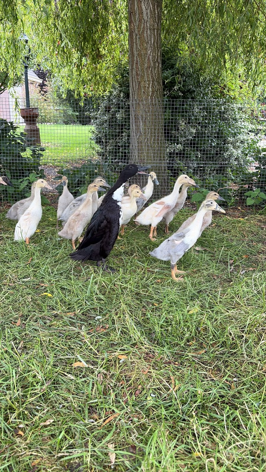 Prachtige loopeendjes, verschillende kleuren, Meerdere dieren, Eend