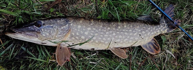 Set FL 4 van 2 snoekstreamers gebonden op een Double Hook, Ophalen, Nieuw, Complete set