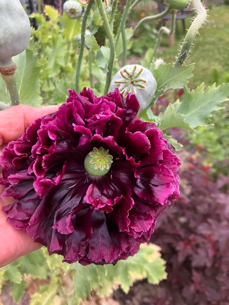 Bloemenzaden Papaver ‘bordeaux’., Tuin en Terras, Bloembollen en Zaden, Ophalen of Verzenden, Zaad