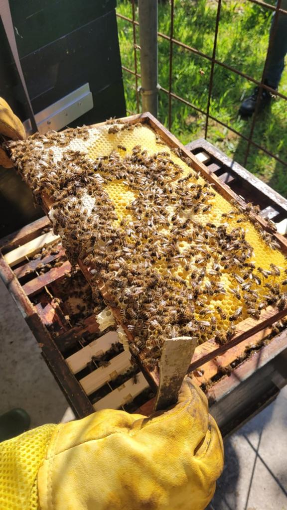Bijen volk, Dieren en Toebehoren, Insecten en Spinnen, Bijen