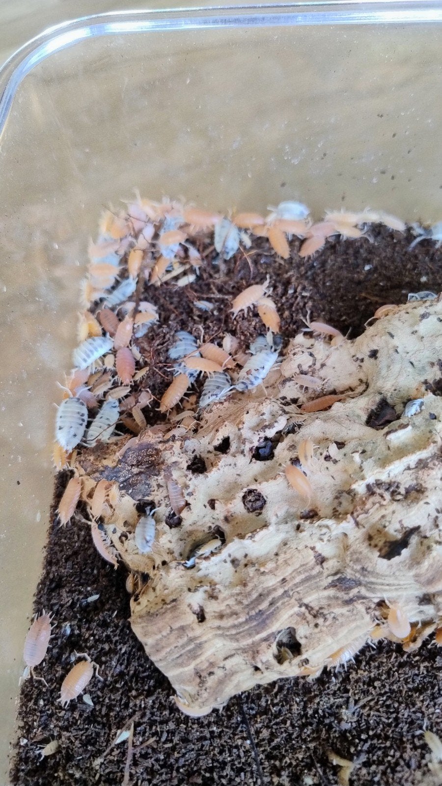 Isopods, Dieren en Toebehoren, Overige soorten