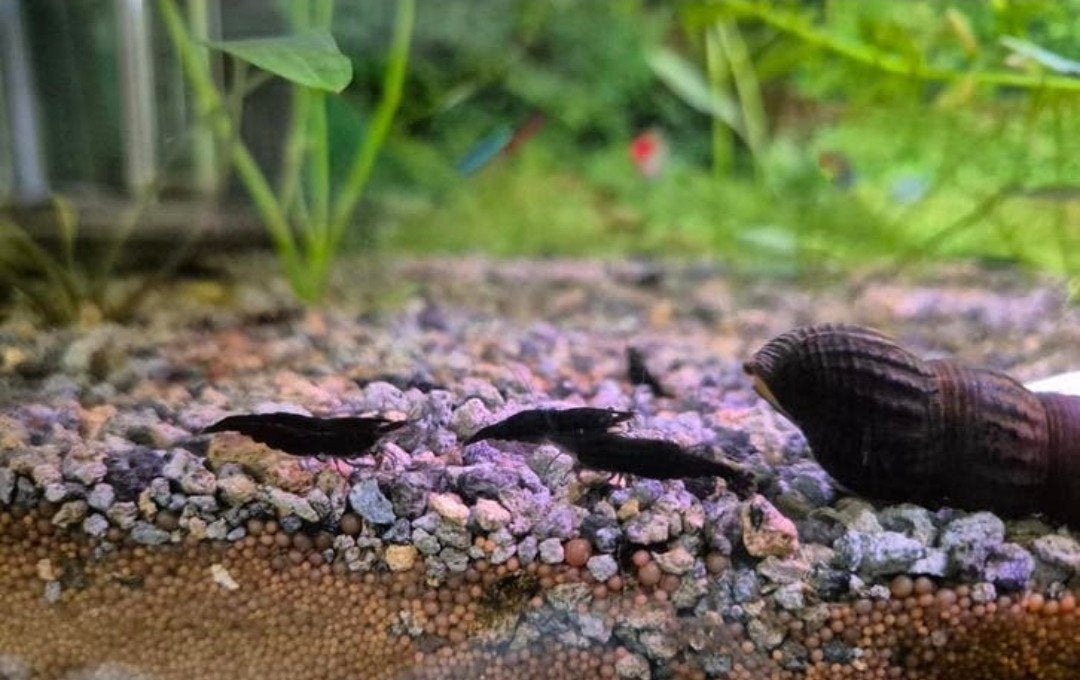 Neocaridina davidi “Black Sakura”, Kreeft, Krab of Garnaal