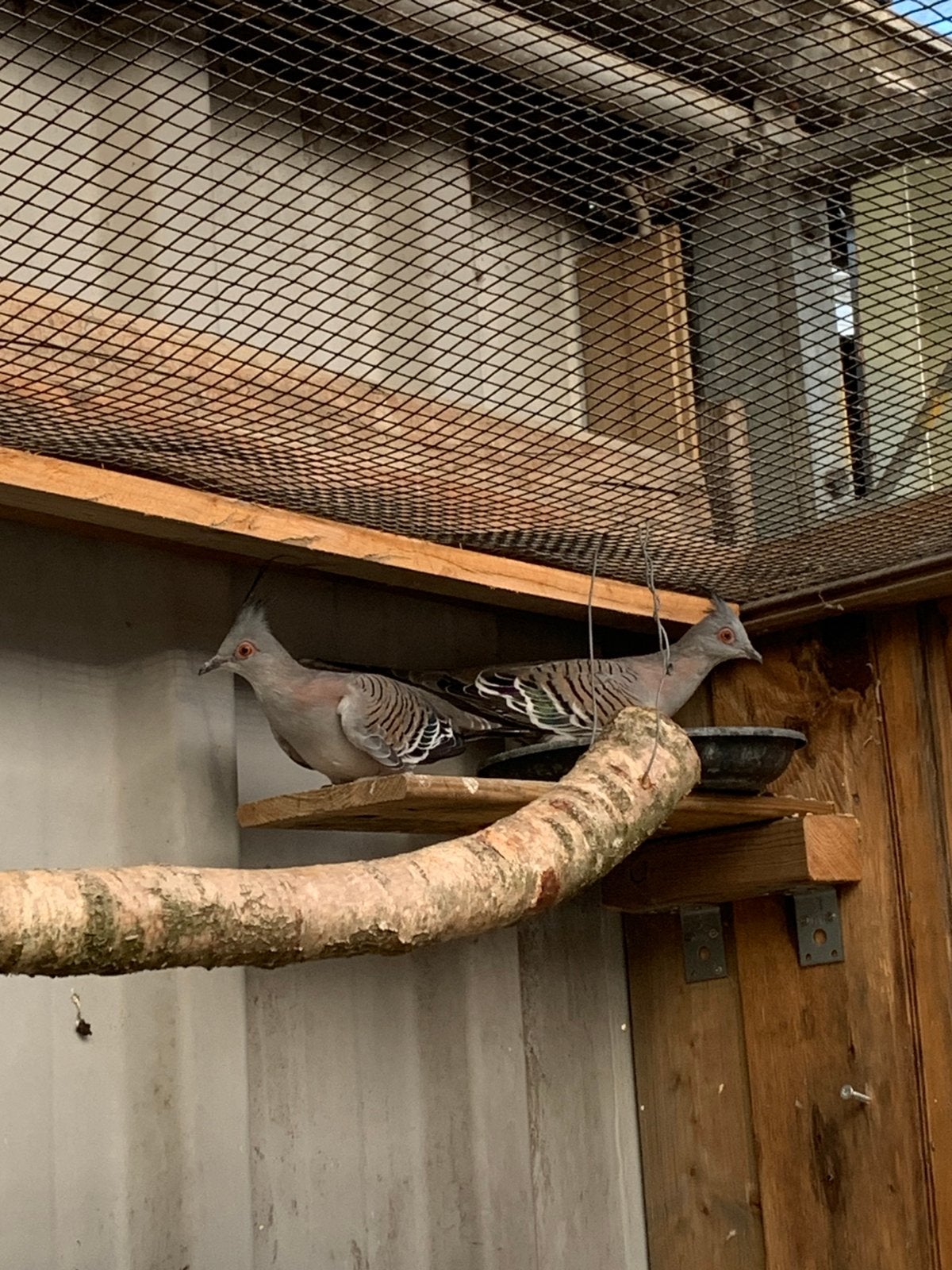 Kuif duif, Meerdere dieren