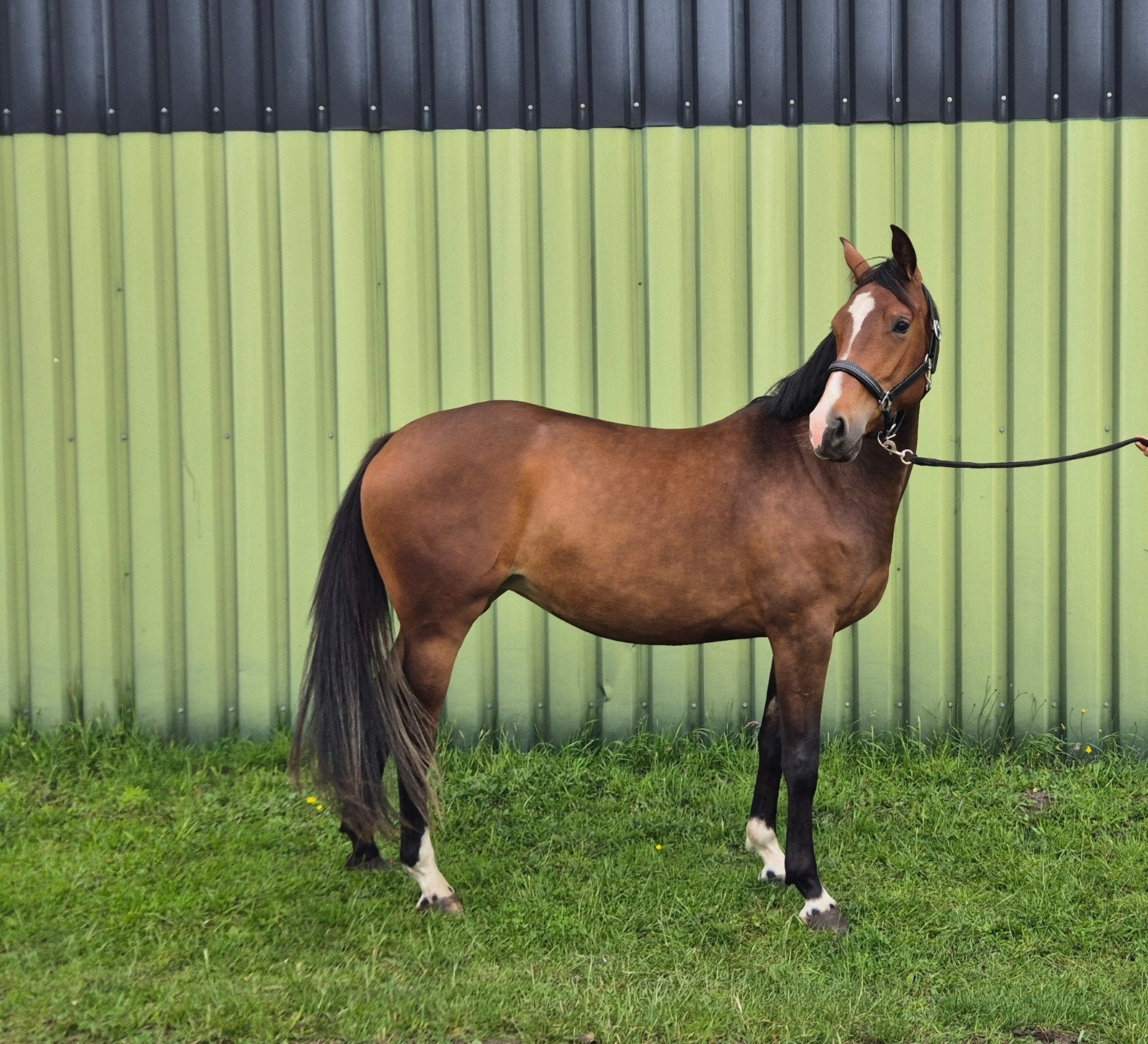 Knappe 3 jarige merrie!, Merrie, Dressuurpaard, 3 tot 6 jaar
