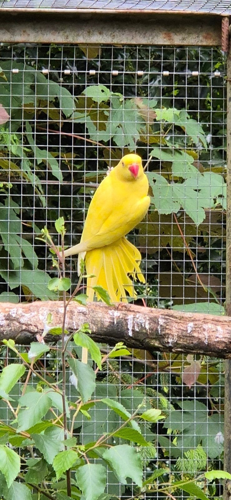 Gele halsbandparkieten, Meerdere dieren, Parkiet, Tam