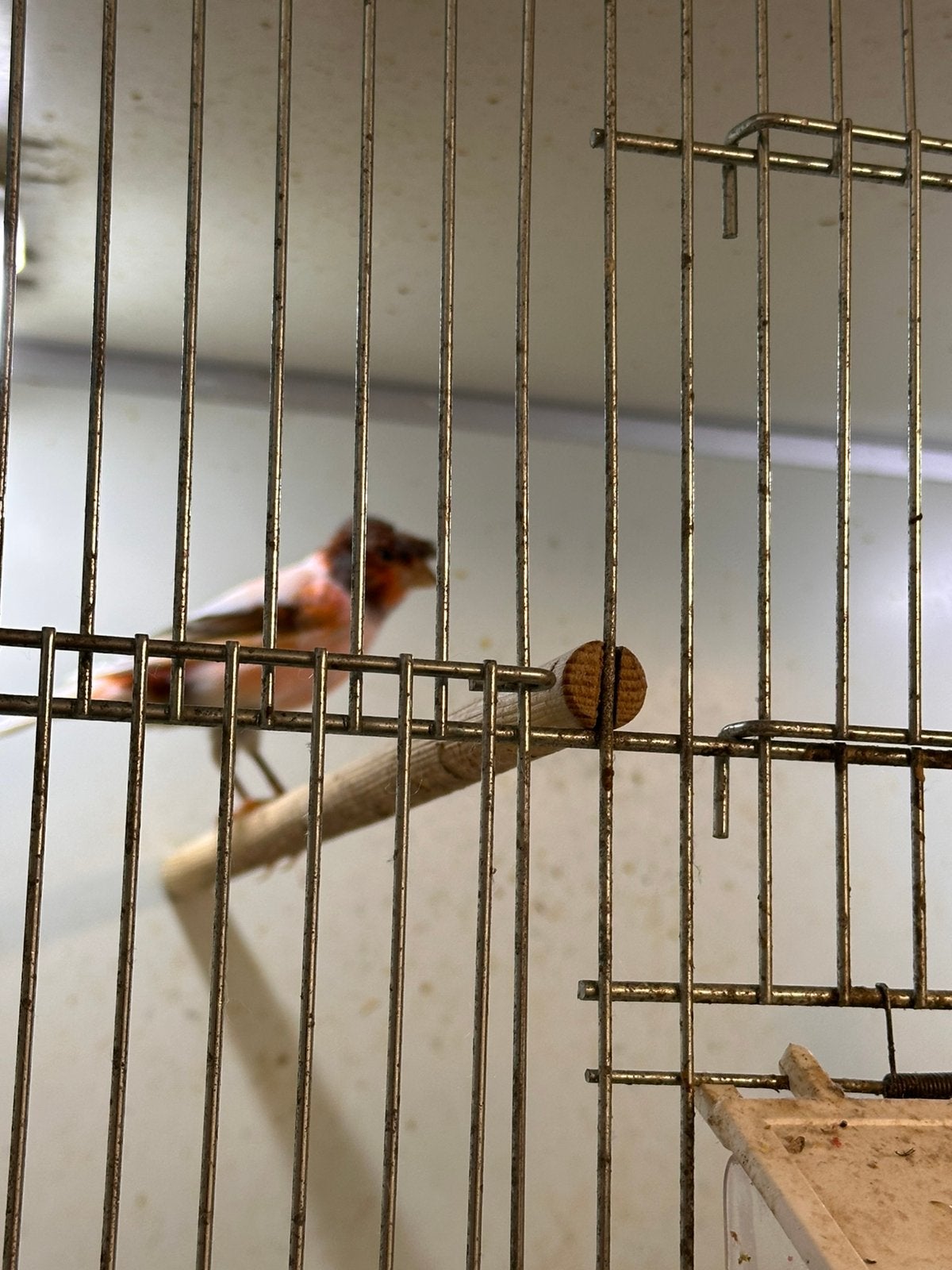 Kanarie, Dieren en Toebehoren, Mannelijk, Zangkanarie