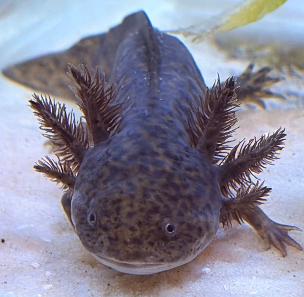 Mooie, gezonde Axolotl in wildkleur, Overige typen