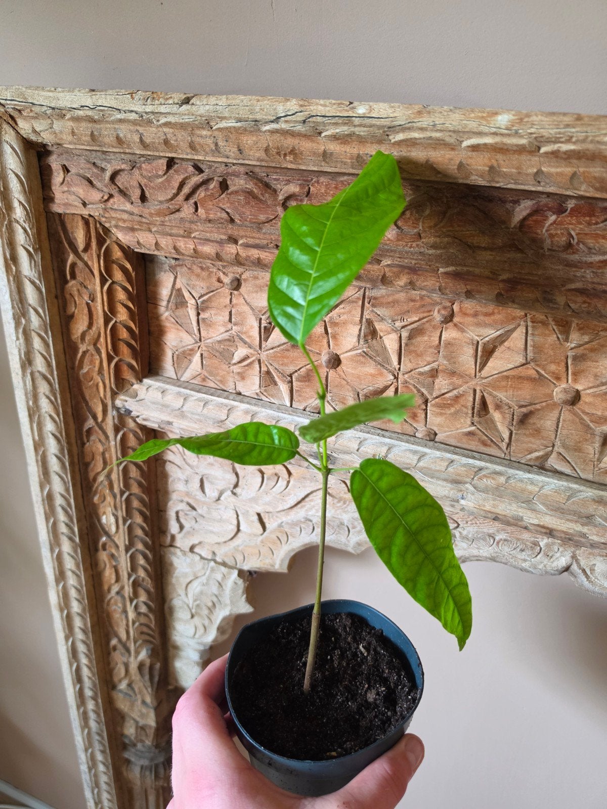 Theobroma cacao, Ophalen, Halfschaduw, Minder dan 100 cm