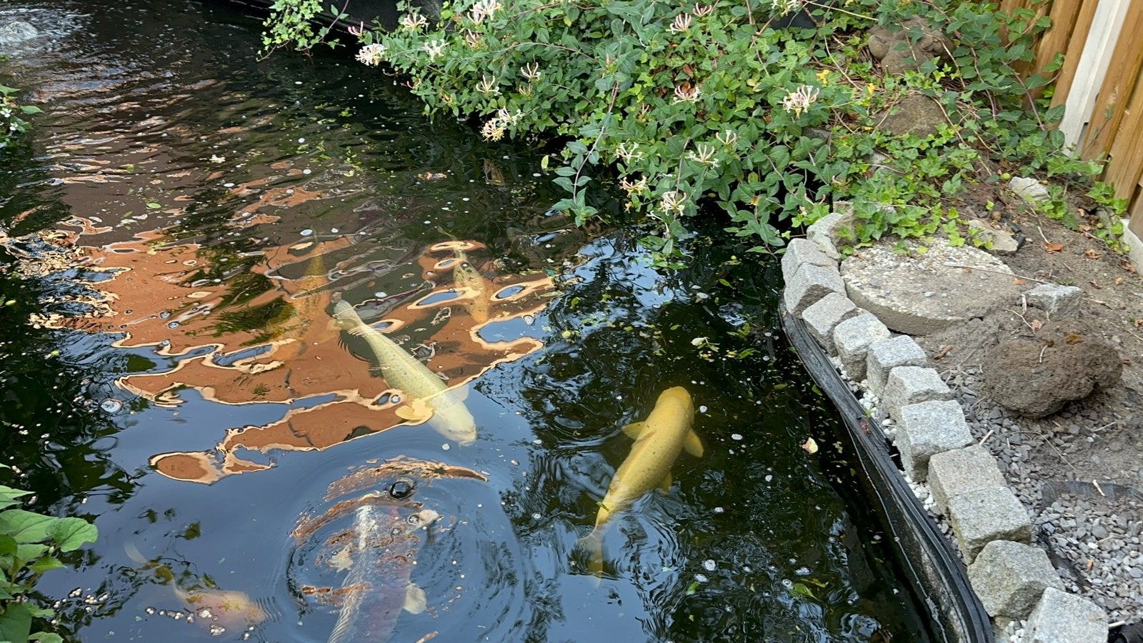 Koi karpers, Tuin en Terras, Vijvers, Zo goed als nieuw, Ophalen