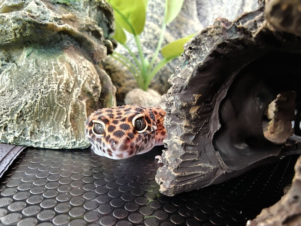 Luipaard gekko inclusief terarrium Leopard Gecko - unknown for sale from Jarik