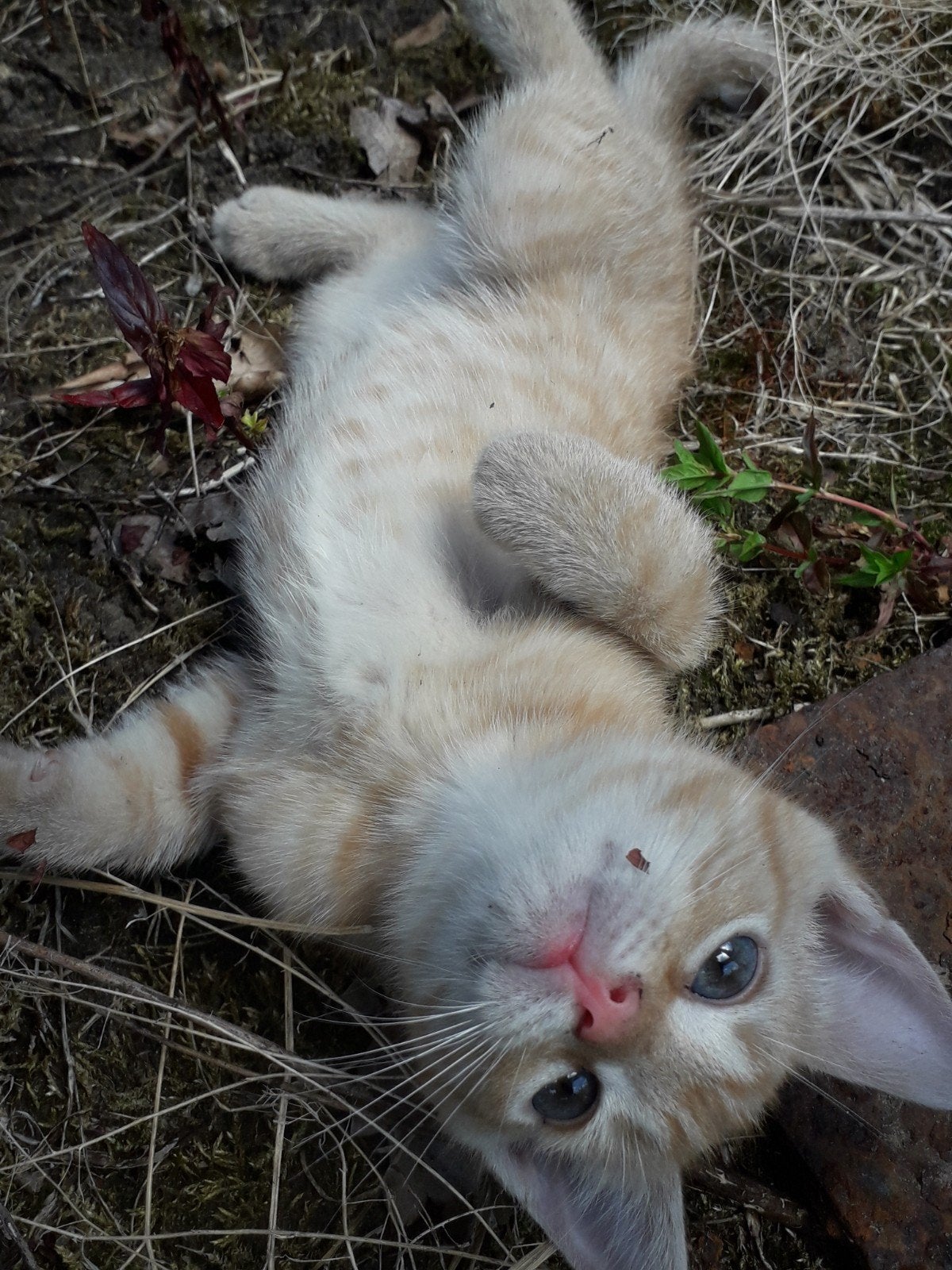 Boerderij kittens sociaal en speels.Brits korthaar tijgertje, Kater, Kortharig, 0 tot 2 jaar