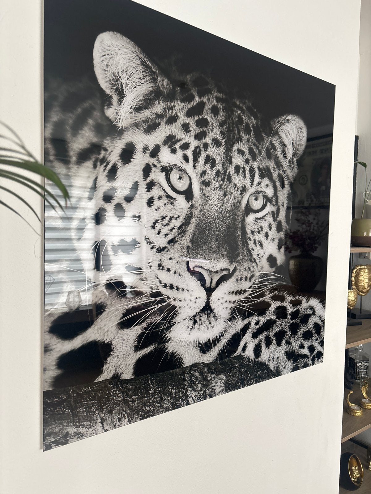 Prachtige zwart-wit luipaard print op glas, Ophalen, 75 tot 100 cm, 75 – 100, Print