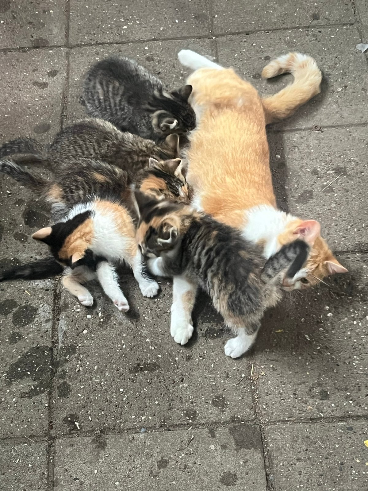 Kittens zijn opzoek naar een nieuw baasje, Meerdere dieren, Kortharig, 0 tot 2 jaar