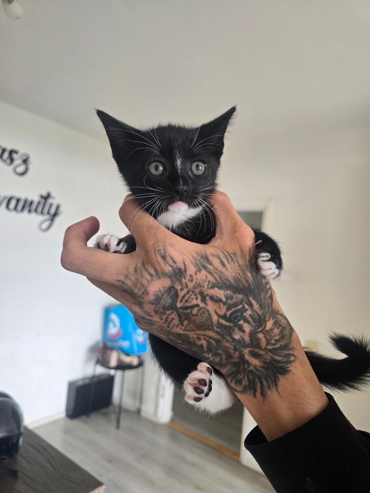 leuke kittens te koop, Dieren en Toebehoren, Katten en Kittens | Overige Katten, Meerdere dieren, Kortharig, 0 tot 2 jaar