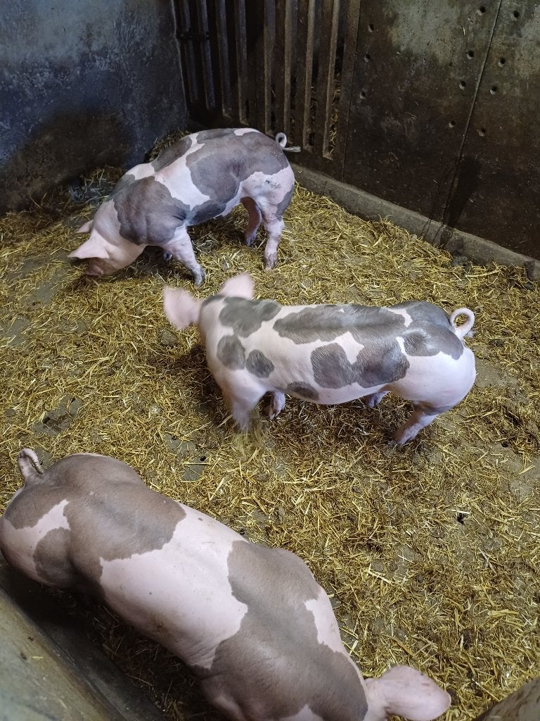 Pietrain biggen, Dieren en Toebehoren, Meerdere dieren, Varken, 0 tot 2 jaar