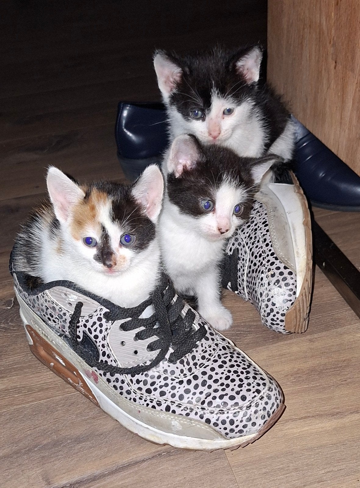 Prachtige kittens., Meerdere dieren