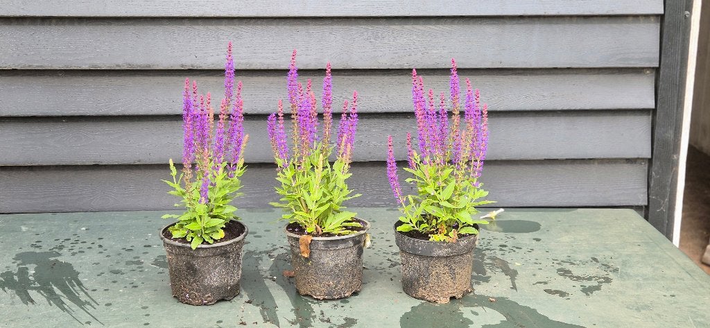 salvia ostfriesland, Volle zon, Vaste plant, Lente, Ophalen