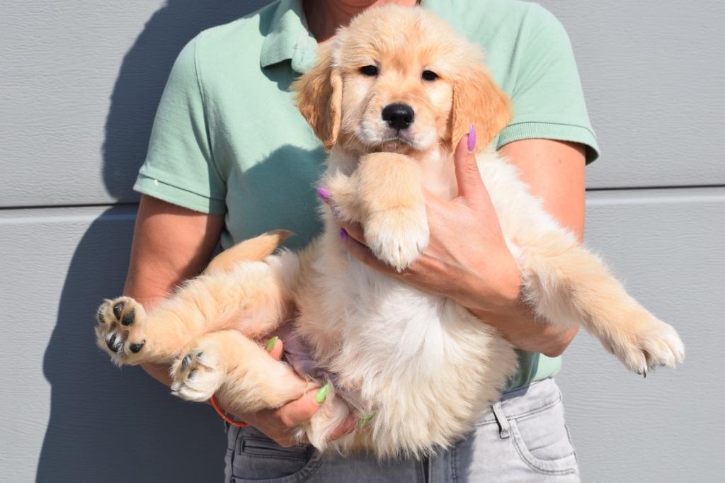Golden retriever pup laatste beschikbaar, Dieren en Toebehoren, Honden | Retrievers, Spaniëls en Waterhonden, Golden retriever