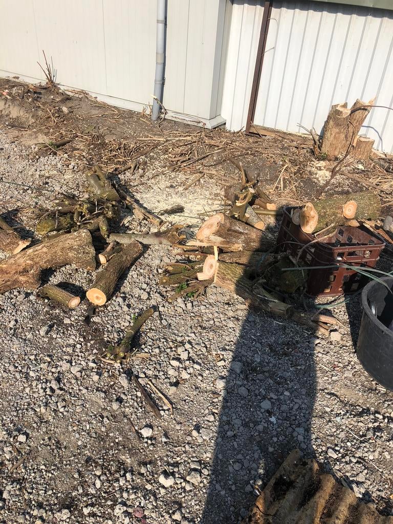 Bielzen hout, Dieren en Toebehoren, Pluimvee, Meerdere dieren, Kip