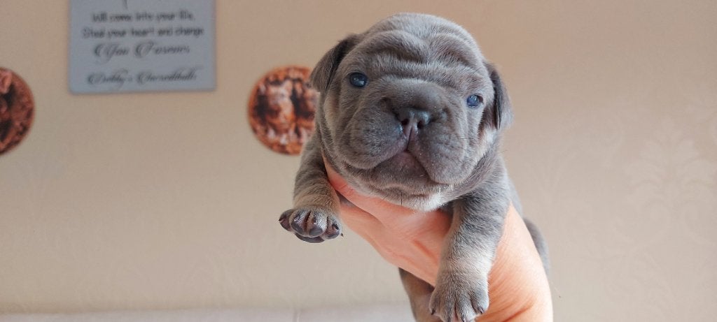 Prachtige Franse Bulldog pups met stamboom, België, Particulier, 8 tot 15 weken, Bulldog