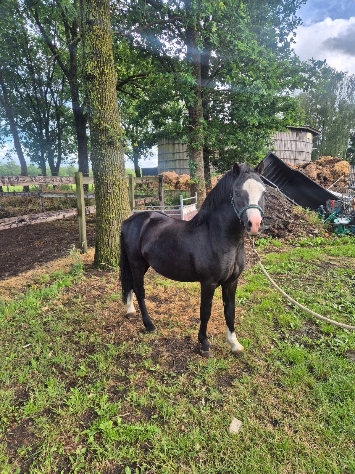 Apart mooie welsh a 3 jaar oud!, Dieren en Toebehoren, Hengst, A pony (tot 1.17m), 0 tot 2 jaar