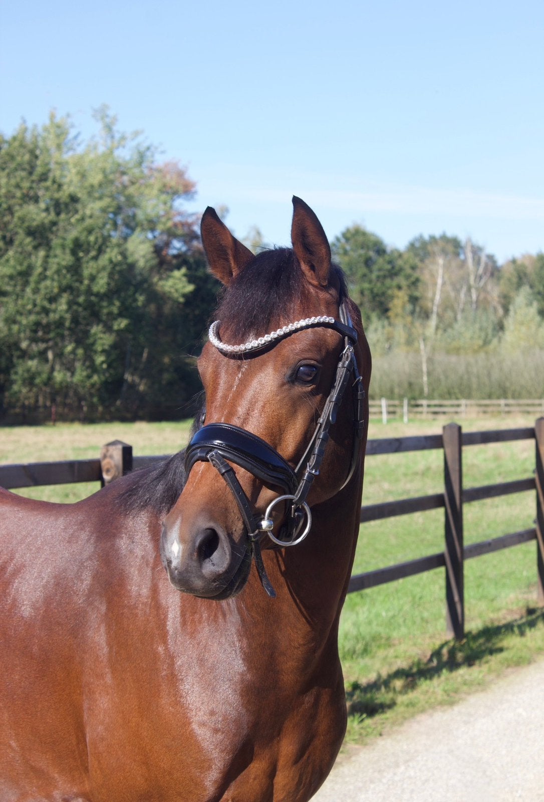 Veelbelovende 2,5 jarige NWR D pony hengst te koop, Dieren en Toebehoren, Met stamboom, Dressuurpony, Hengst, 3 tot 6 jaar