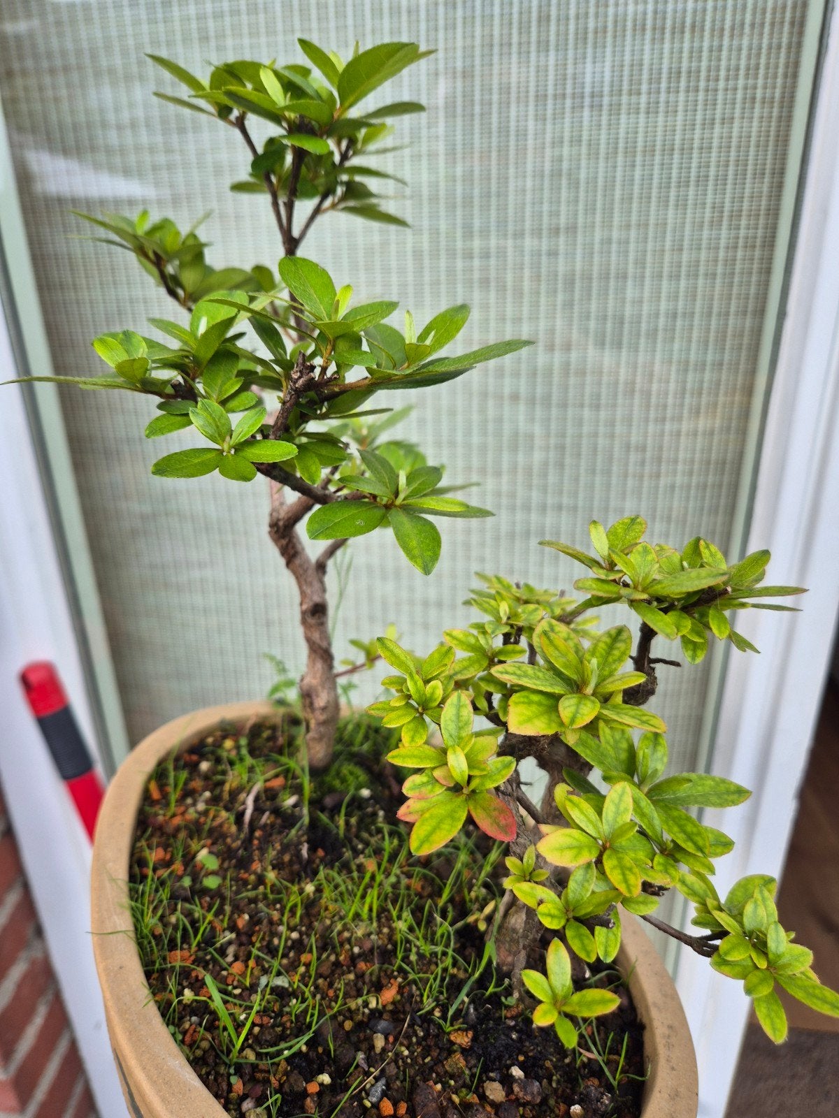 Japanse Azalea Bonsai - Leuk project voor beginners, Overige soorten, Vaste plant, Ophalen of Verzenden, Halfschaduw