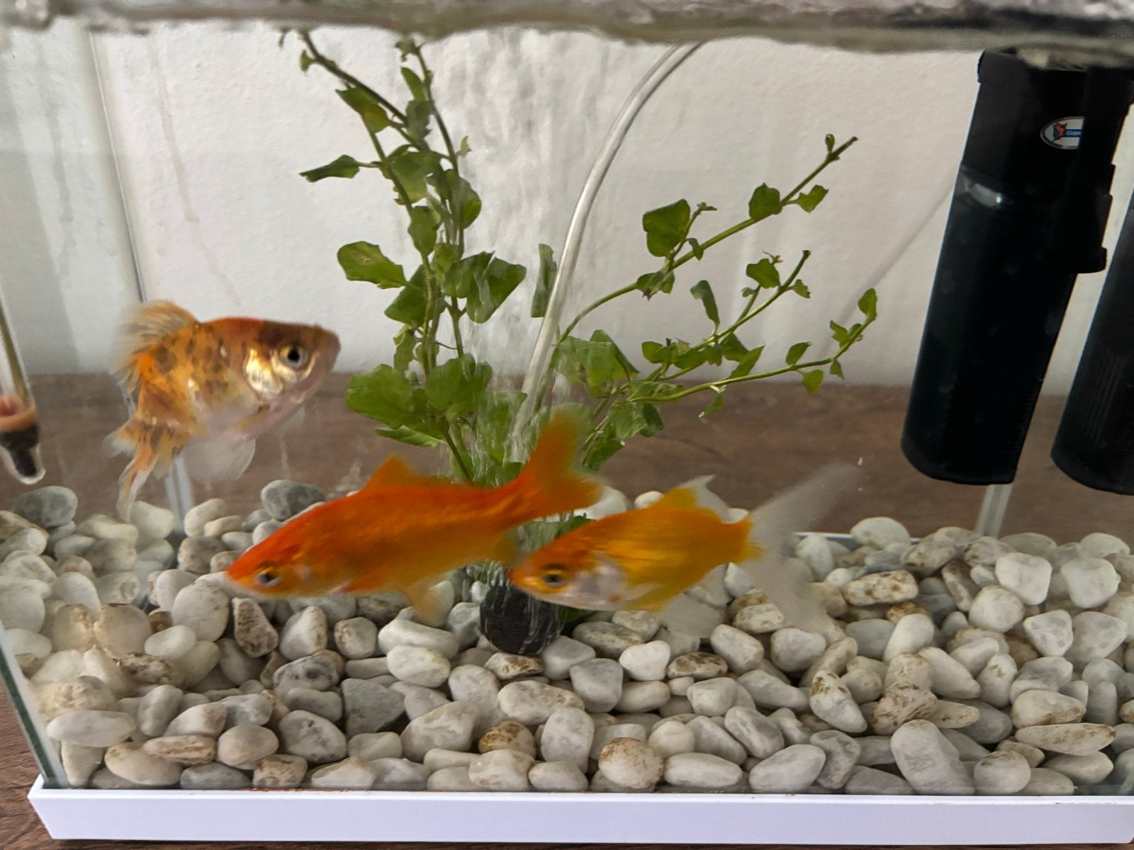 Compleet aquarium 3 goudvissen, Ophalen, Zo goed als nieuw, Gevuld zoetwateraquarium