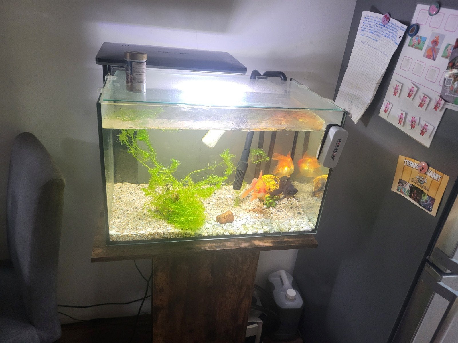 aquarium, Ophalen, Zo goed als nieuw, Gevuld zoetwateraquarium