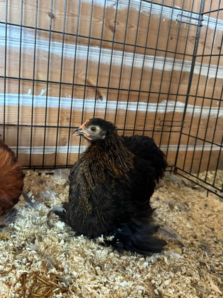 Mooie Cochin Kriel hen en haan, Meerdere dieren, Kip