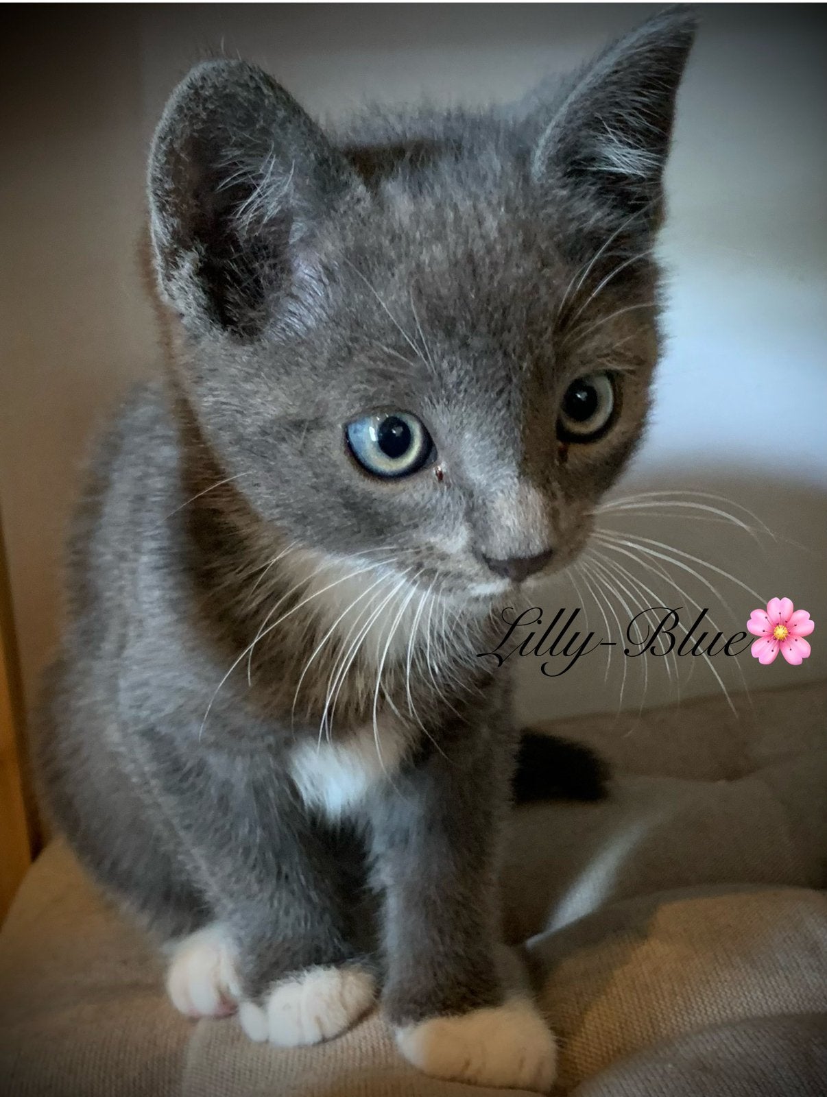 X Blauwe rus kitten poesjes van 8 wkn, Dieren en Toebehoren, Katten en Kittens | Raskatten | Korthaar, Poes, Ontwormd