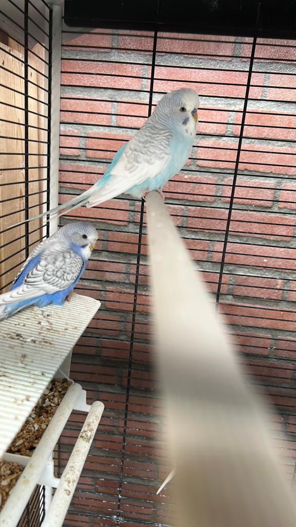 Parkieten, Dieren en Toebehoren, Vogels | Parkieten en Papegaaien, Meerdere dieren, Parkiet, Tam