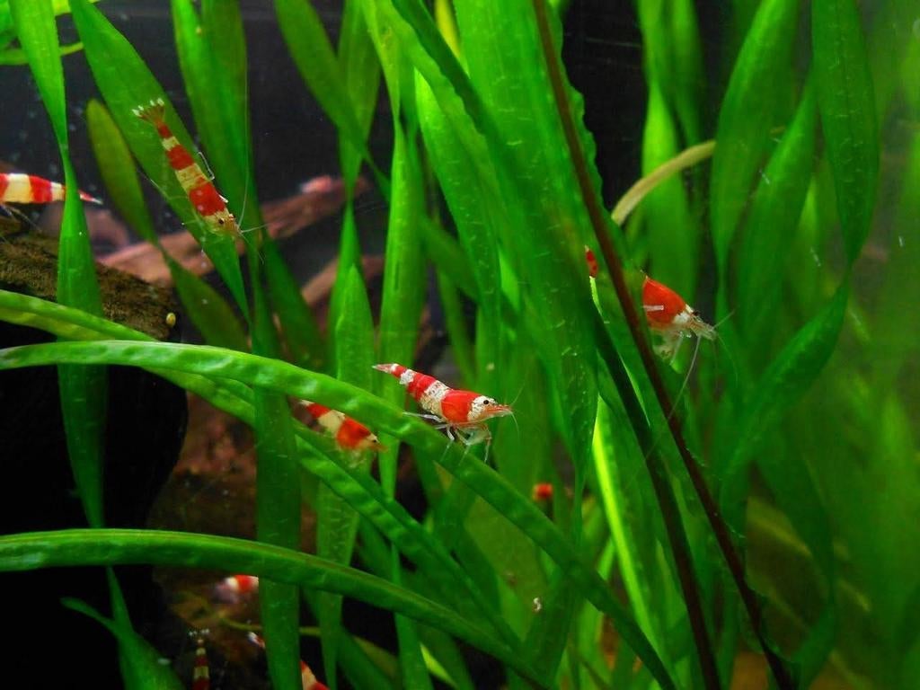 Gezocht crystal red / black, Dieren en Toebehoren, Kreeft, Krab of Garnaal, Zoetwatervis