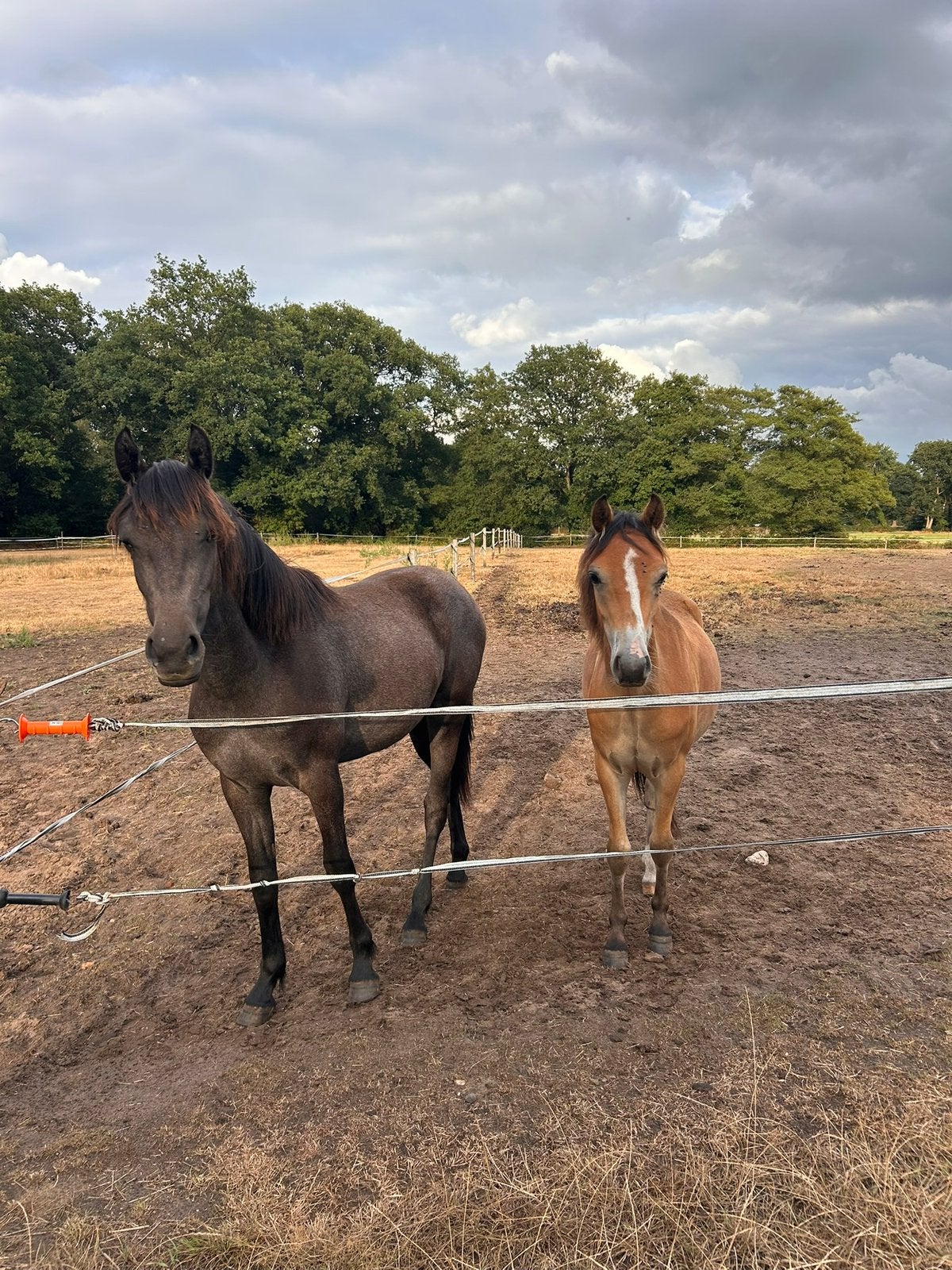 2 Nieuw forest pony jaarling merrie en ruin, Merrie, Niet van toepassing, D pony (1.37m tot 1.48m), 0 tot 2 jaar