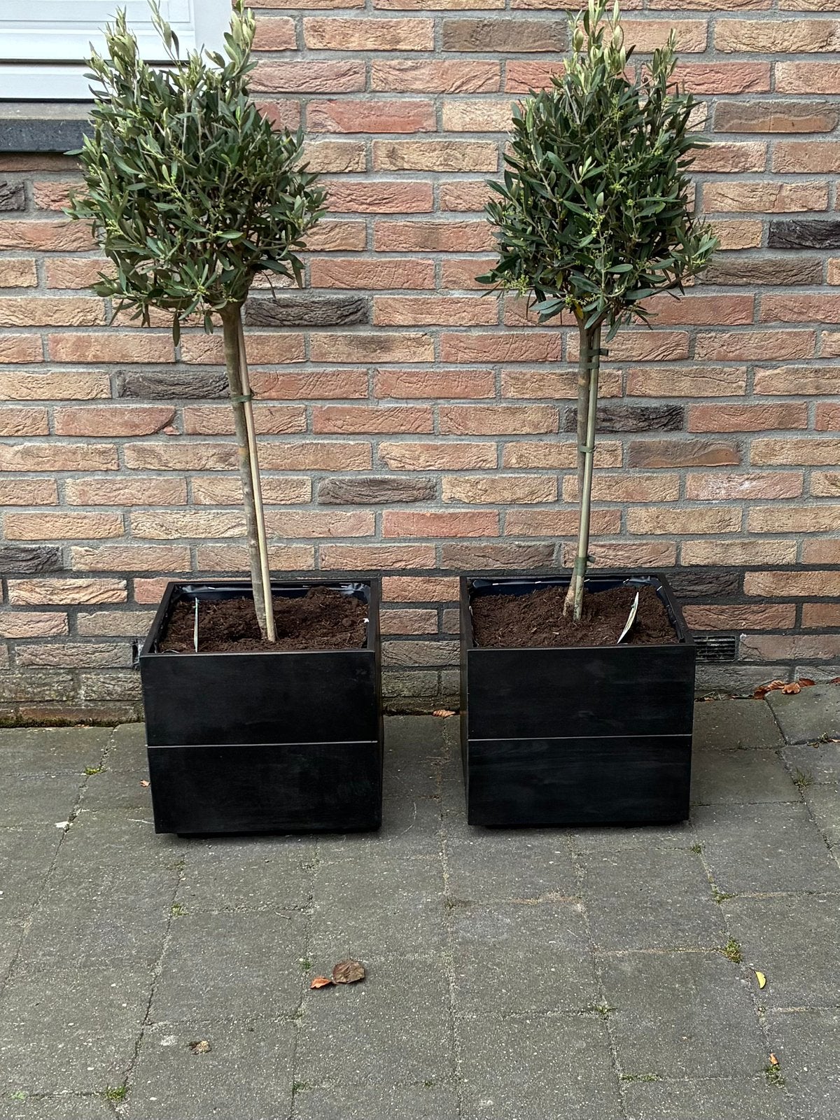 Bloembak nu voor, Ophalen of Verzenden, Halfschaduw, Overige soorten, 100 tot 250 cm