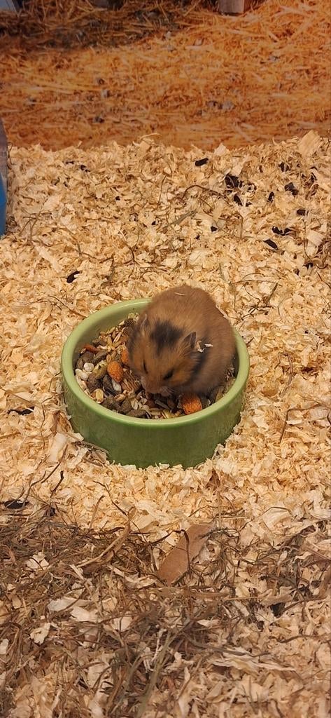 Syrische hamster vrouw, Februari, Vrouwelijk, Hamster