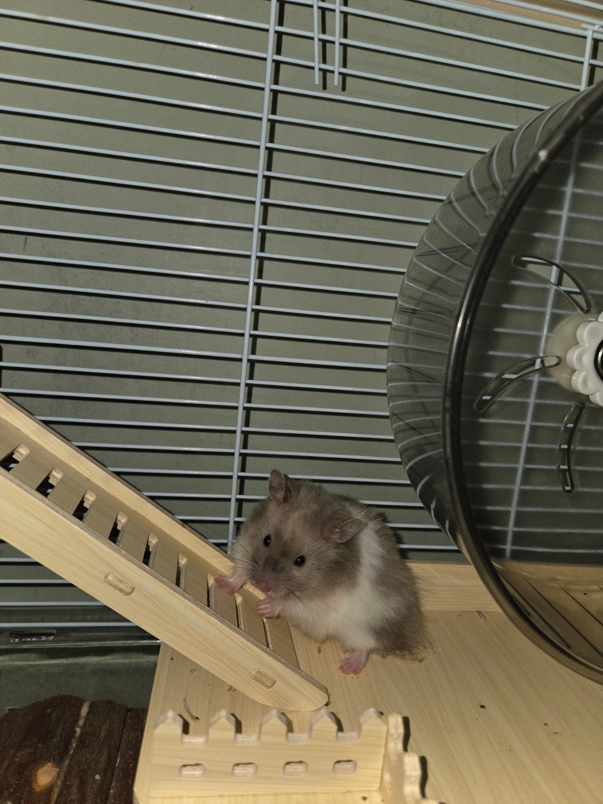 lang harige vrouwelijke Syrische goudhamster, Dieren en Toebehoren, Hamster, Augustus, Vrouwelijk, Tam