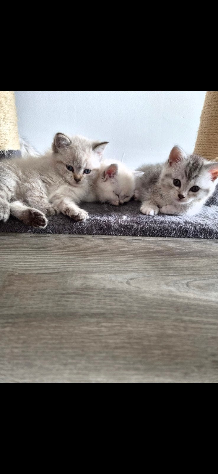 Half Perzische kittens – 10 weken oud – Direct beschikbaar